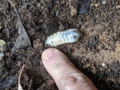 Cetoniinae