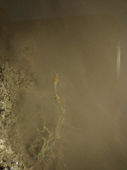 Tubulariidae