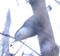 Sitta carolinensis nelsoni