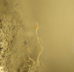 Tubulariidae