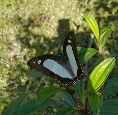 Polyura arja
