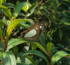 Polyura arja