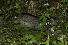 Viverra tangalunga