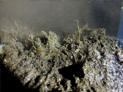 Thecacera
