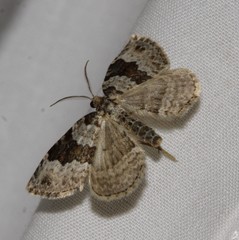 Xanthorhoe iduata