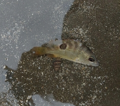 Lutjanus johnii