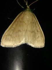 Framinghamia helvalis
