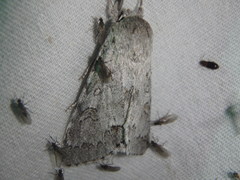 Acronicta