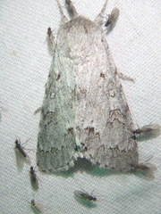 Acronicta