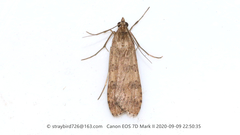 Nomophila noctuella