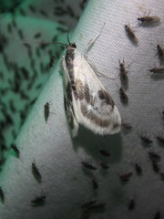 Cliniodes ostreonalis