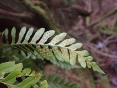 Polypodium hesperium