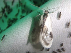 Cliniodes ostreonalis
