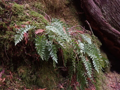 Polypodium hesperium