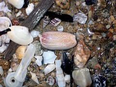 Oliva mustelina