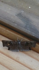 Quadrus lugubris