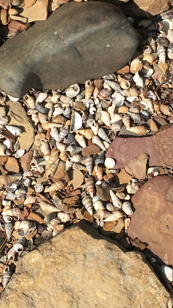 Sharp Hornsnail