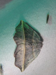 Metanema determinata