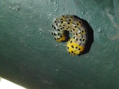 Dysaethria flavistriga