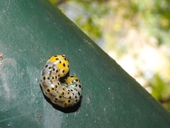 Dysaethria flavistriga