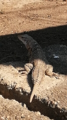 Ctenosaura oaxacana