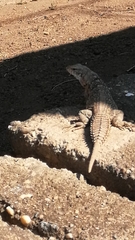 Ctenosaura oaxacana