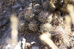 Coryphantha pseudonickelsiae