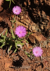 Drosanthemum striatum