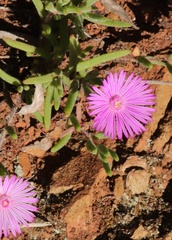 Drosanthemum striatum