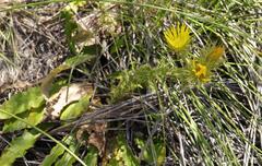 Berkheya carlinoides