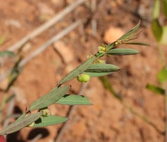 Phyllanthus parvulus