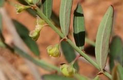 Phyllanthus parvulus