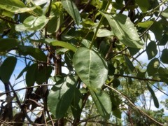 Ficus aculeata