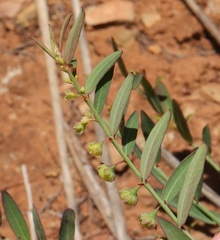 Phyllanthus parvulus