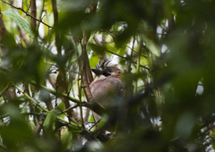 Garrulus glandarius