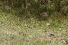 Lindernia parviflora