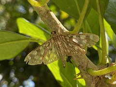 Pygospila bivittalis