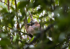Garrulus glandarius