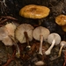 Armillaria nabsnona - Photo (c) Alan Rockefeller, some rights reserved (CC BY), uploaded by Alan Rockefeller