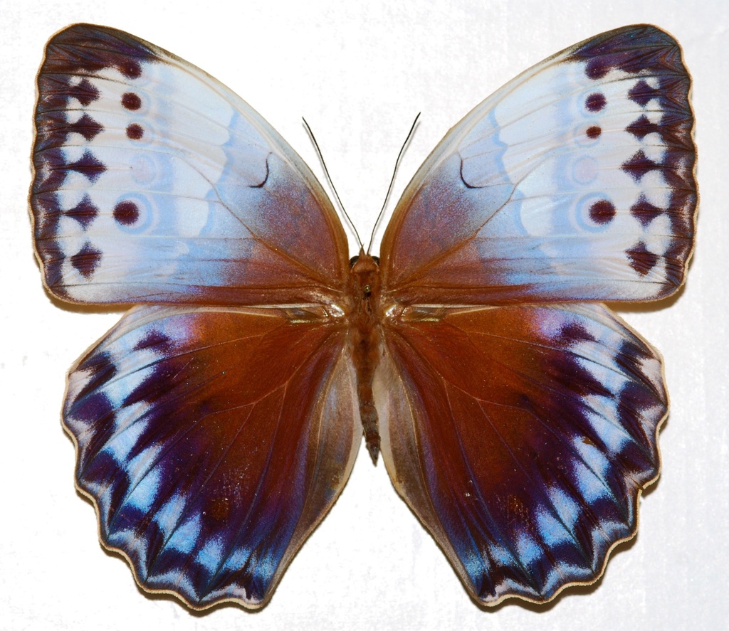 Northern Jungle Queen