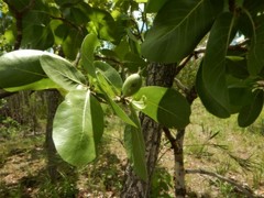 Gardenia megasperma