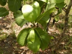 Gardenia megasperma