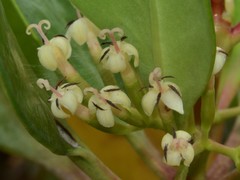 Scyphiphora hydrophylacea