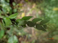 Metrosideros colensoi