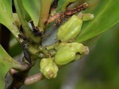 Scyphiphora hydrophylacea