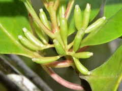 Scyphiphora hydrophylacea