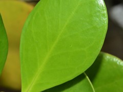 Scyphiphora hydrophylacea