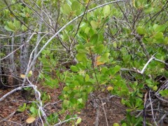 Scyphiphora hydrophylacea