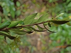 Metrosideros colensoi