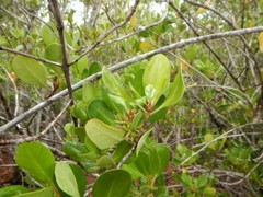 Scyphiphora hydrophylacea